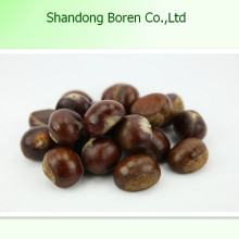 Health Food Raw Chestnut Fresh Chestnut